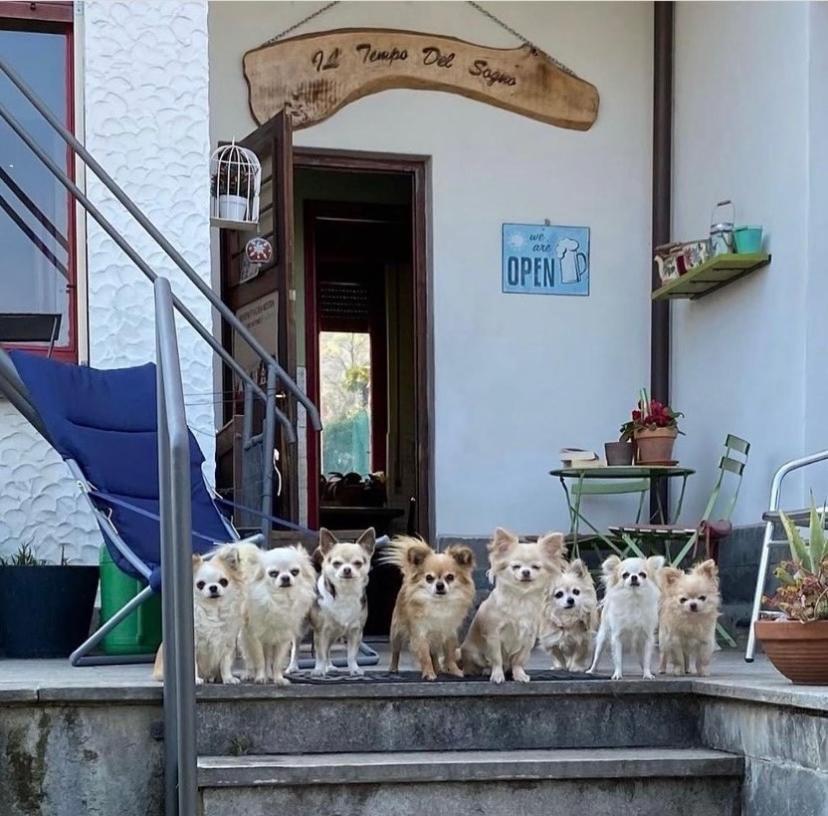B&B Il Tempo Del Sogno Con Cani E Gatti Pet&Breakfast バヴェーノ エクステリア 写真